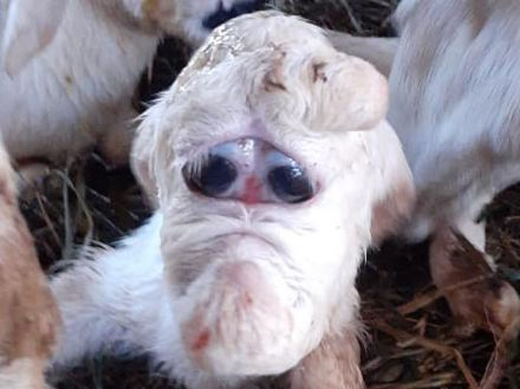 Heboh! Kambing Bermata Satu Mirip Dajjal di Jatinom Klaten